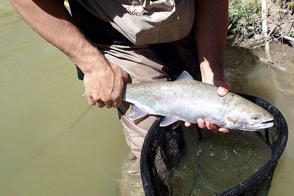 Fish_Ladder_Video_Web.jpg