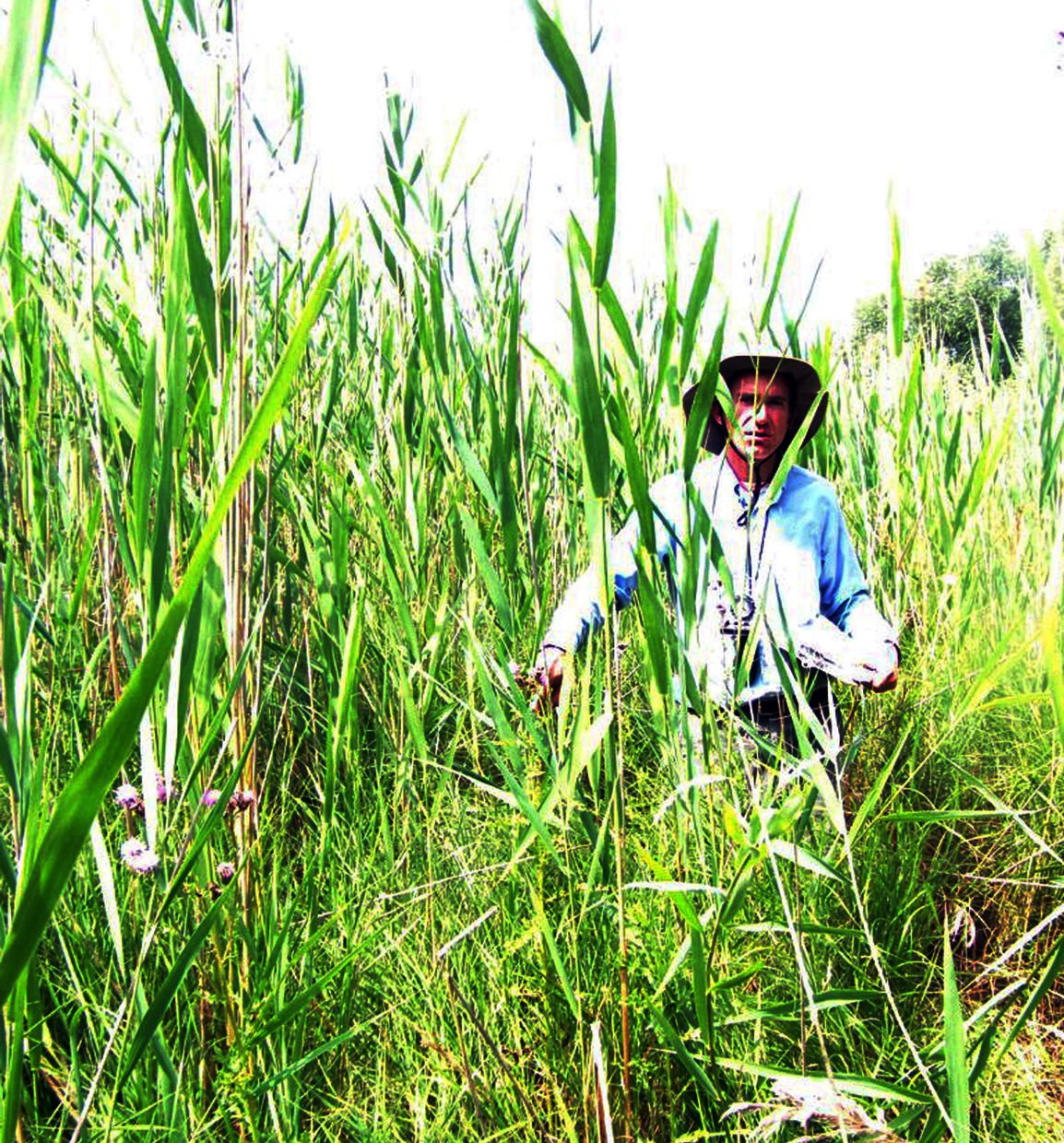 Phragmites_Photo_Post.jpg