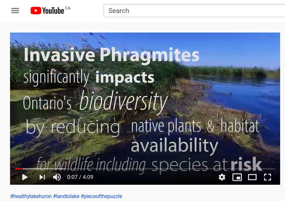 Watch this video, at link in article below, about fighting Canada's worst invasive plant along Lake Huron's southeast shore