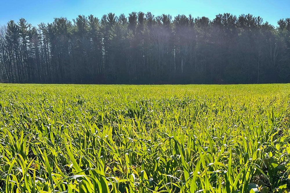 A file photo of cover crops.