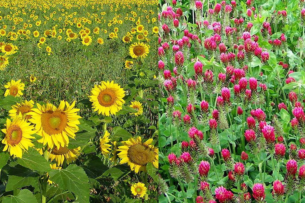 This photo shows sunflowers at left and, at right, a multi-species cover crop with crimson clover.