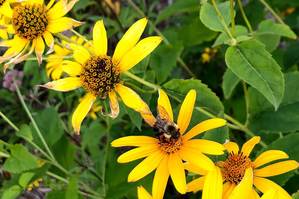 A photo of a rain garden.