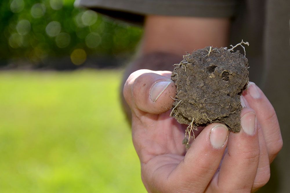 A hand holding soil with roots and avenues for infiltration.