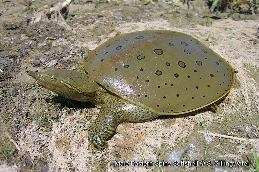 A photo of the Spiny Softshell turtle.