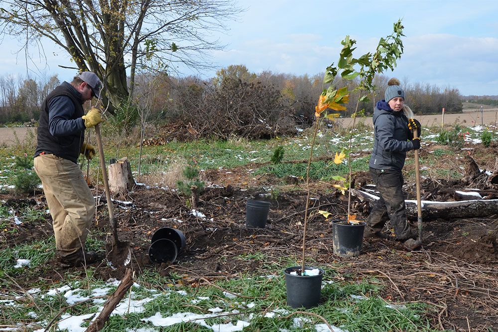 A photo of conservation authority staff planting trees at the property of a participating landowner.