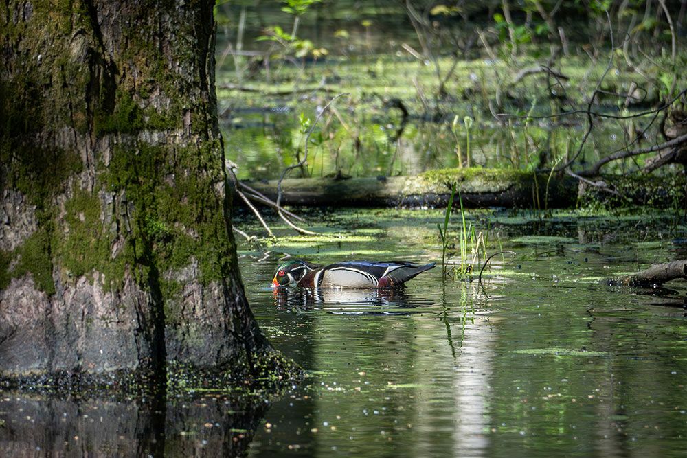 A photo of a Wood Duck in Hay Swamp.