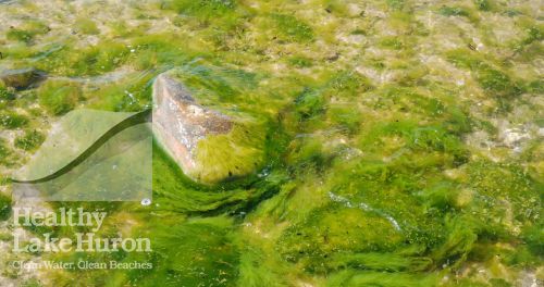 Beach fouling by algae is an unpleasant but common occurrence on Lake Huron shores.