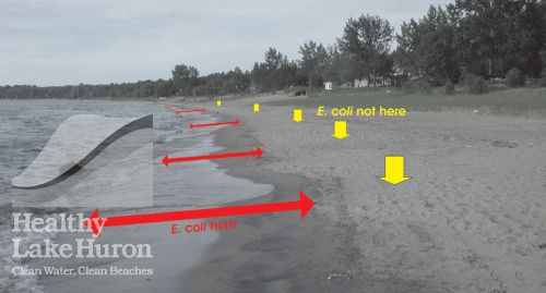 E. coli bacteria are commonly found at the beach, mostly in the “swash zone” where waves meet the shore.