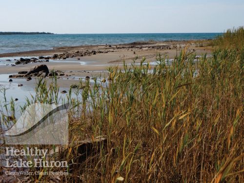 Phragmites plants that have appeared at Singing Sands, Bruce Peninsula National Park